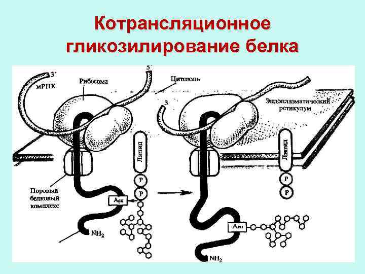 Котрансляционное гликозилирование белка 