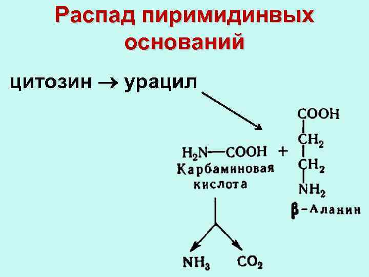 Распад пиримидинвых оснований цитозин урацил 