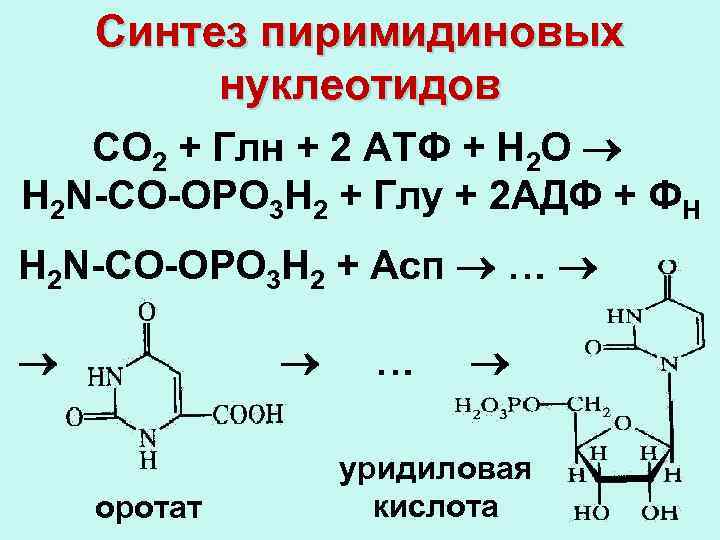 Синтез пиримидиновых нуклеотидов СО 2 + Глн + 2 АТФ + Н 2 О