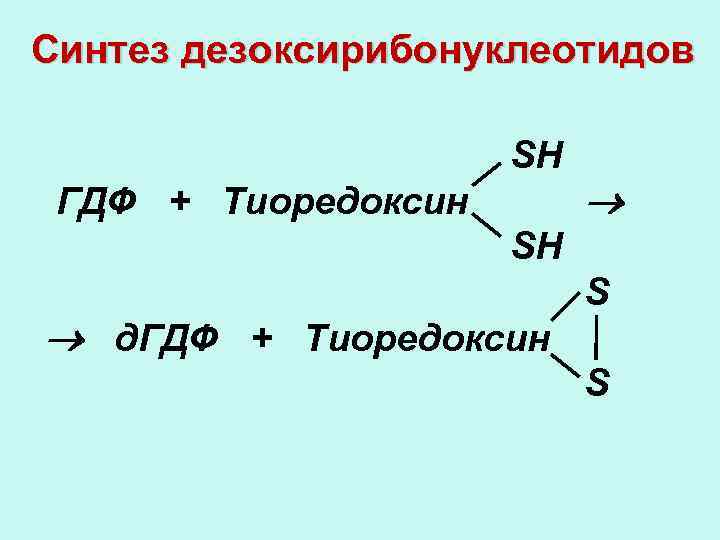 Синтез дезоксирибонуклеотидов SН ГДФ + Тиоредоксин SН д. ГДФ + Тиоредоксин S S 