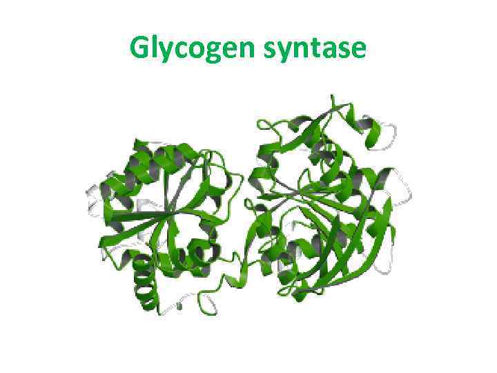 Glycogen syntase 