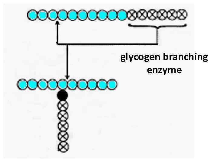 glycogen branching enzyme 