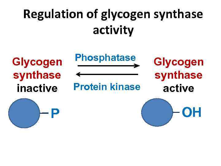 Regulation of glycogen synthase activity Glycogen synthase inactive P Phosphatase Protein kinase Glycogen synthase