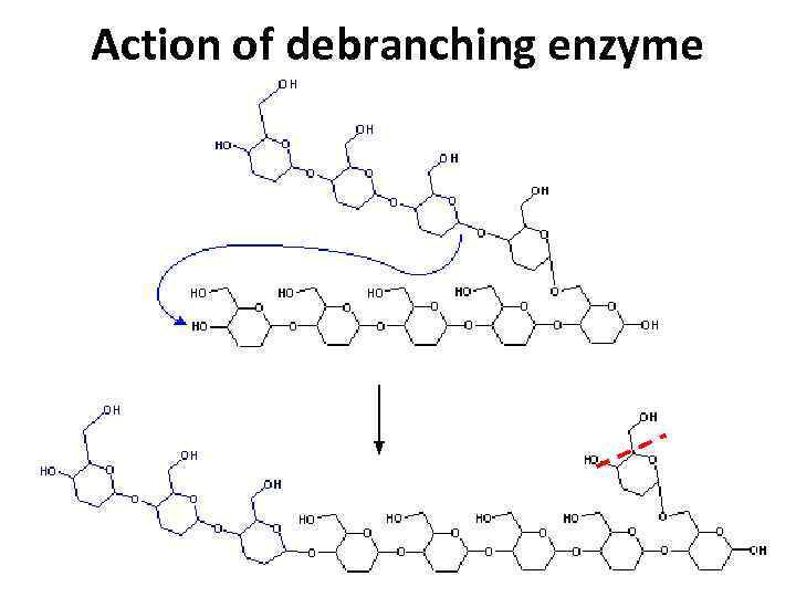 Action of debranching enzyme 