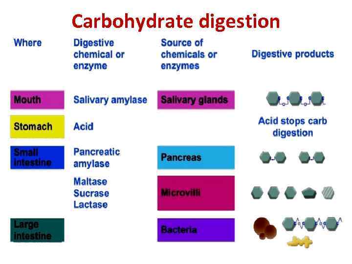 Carbohydrate digestion 