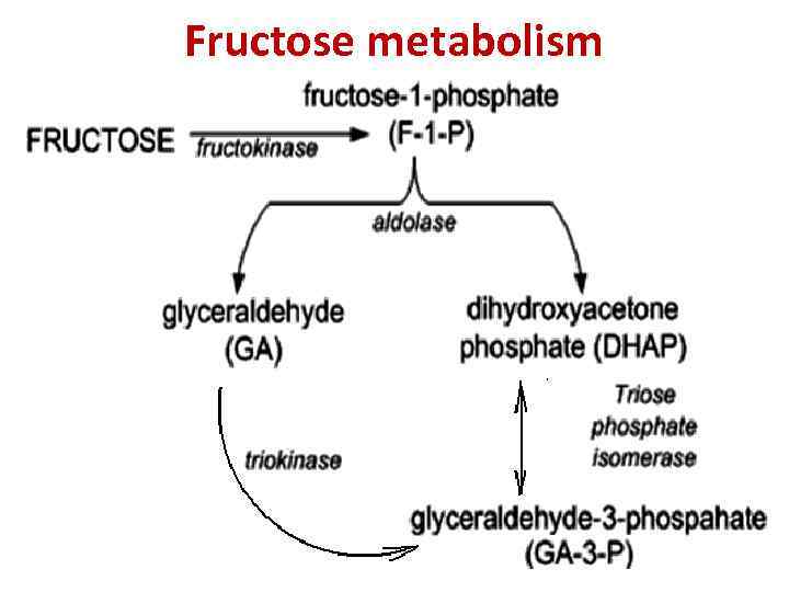 Fructose metabolism 