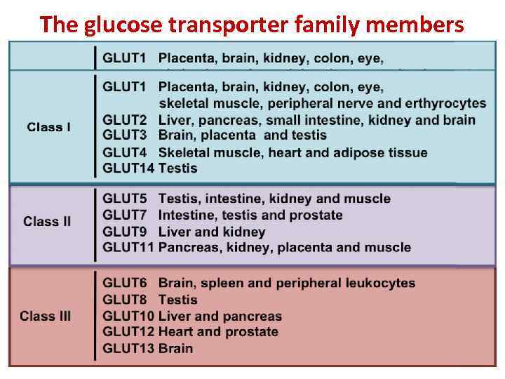 The glucose transporter family members 