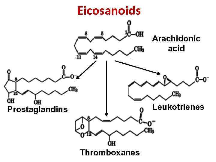 Eicosanoids Arachidonic acid Leukotrienes Prostaglandins Thromboxanes 