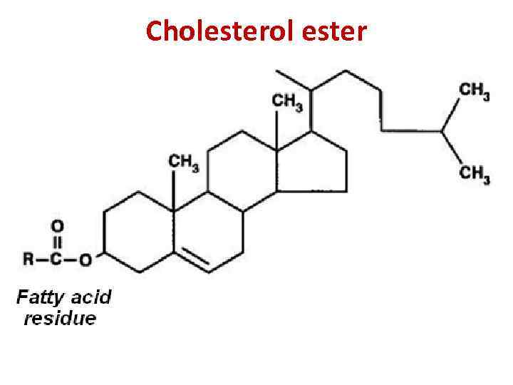 Cholesterol ester 