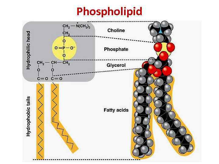 Phospholipid 