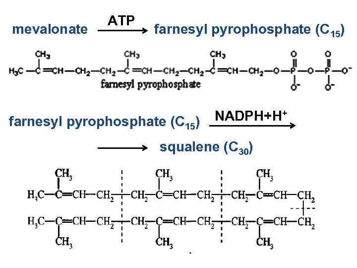 mevalonate ATP farnesyl pyrophosphate (С 15) NADPH+H+ squalene (C 30) 