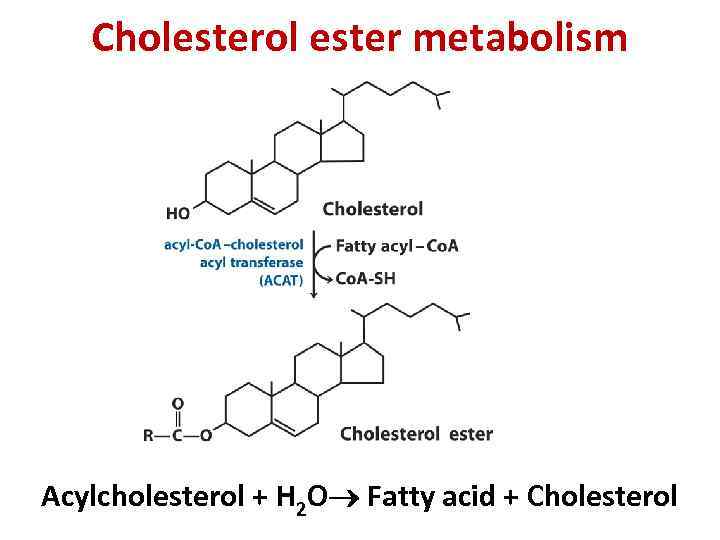 Cholesterol ester metabolism Acylcholesterol + Н 2 О Fatty acid + Cholesterol 