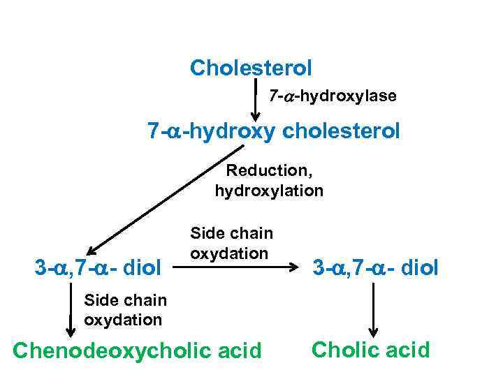 Cholesterol 7 - -hydroxylase 7 - -hydroxy cholesterol Reduction, hydroxylation 3 - , 7