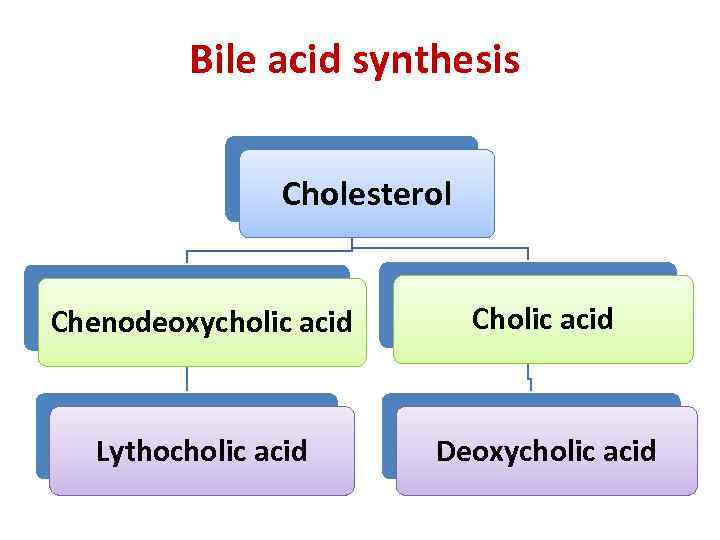 Bile acid synthesis Cholesterol Chenodeoxycholic acid Cholic acid Lythocholic acid Deoxycholic acid 