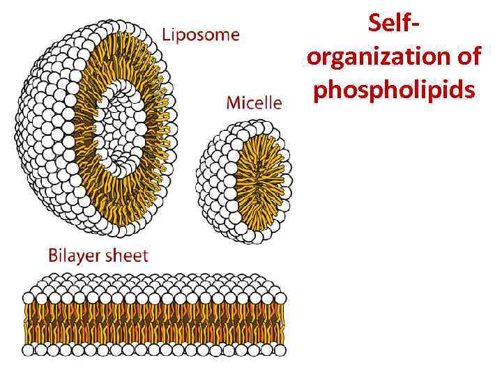 Selforganization of phospholipids 