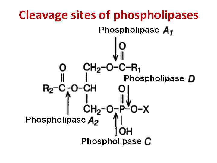 Cleavage sites of phospholipases 