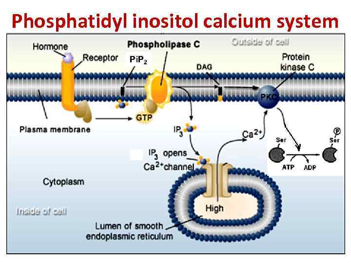 Phosphatidyl inositol calcium system Pi. P 2 