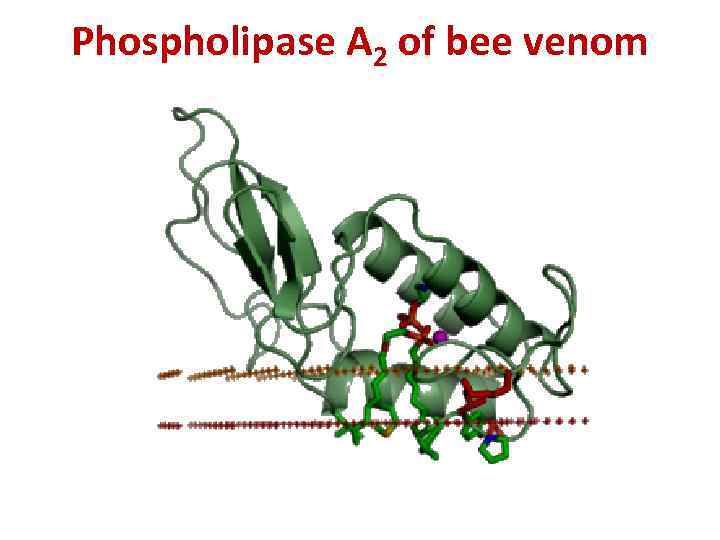 Phospholipase A 2 of bee venom 