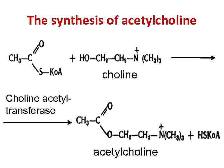 The synthesis of acetylcholine Choline acetyltransferase acetylcholine 