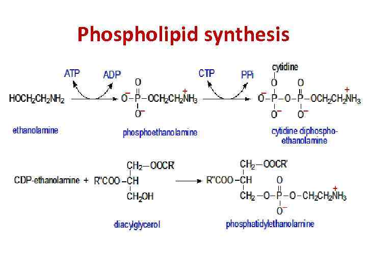 Phospholipid synthesis 