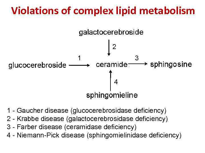 Violations of complex lipid metabolism 2 1 3 4 1 - Gaucher disease (glucocerebrosidase