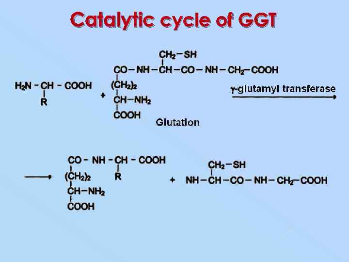 Catalytic cycle of GGT 
