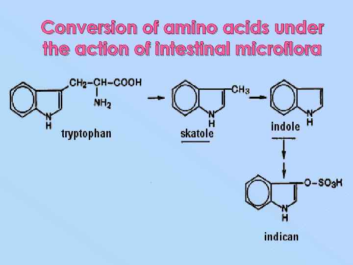 Conversion of amino acids under the action of intestinal microflora 