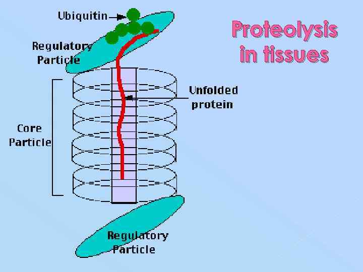 Proteolysis in tissues 