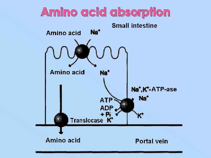 Amino acid absorption 