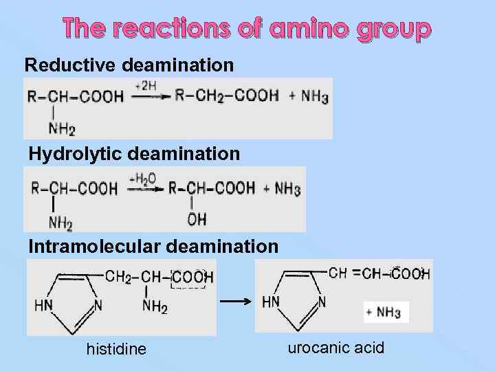 The reactions of amino group Reductive deamination Hydrolytic deamination Intramolecular deamination histidine urocanic acid
