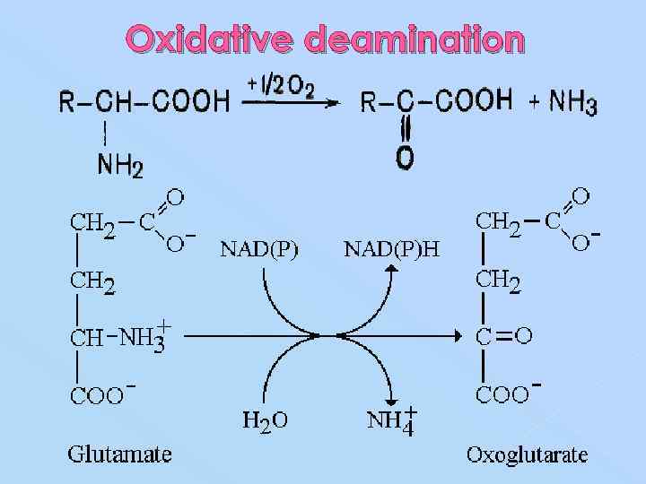 Oxidative deamination 