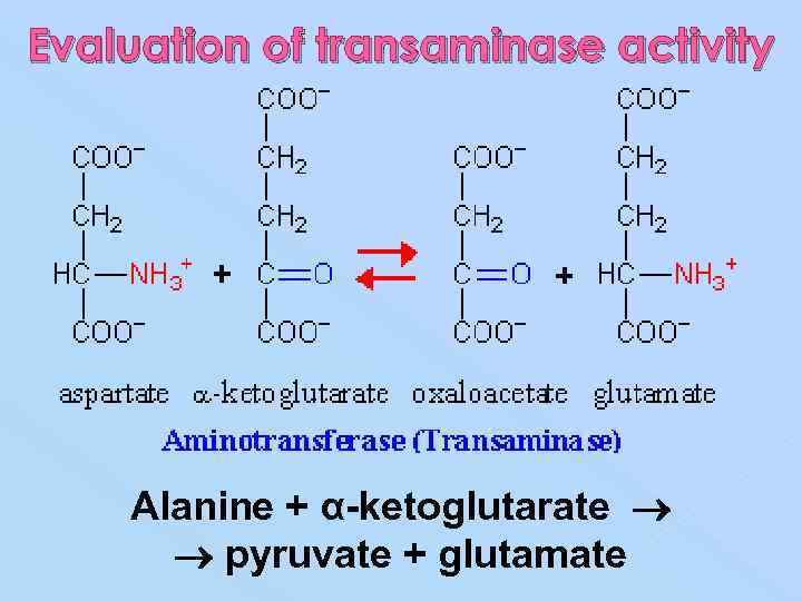 Evaluation of transaminase activity Alanine + α-ketoglutarate pyruvate + glutamate 