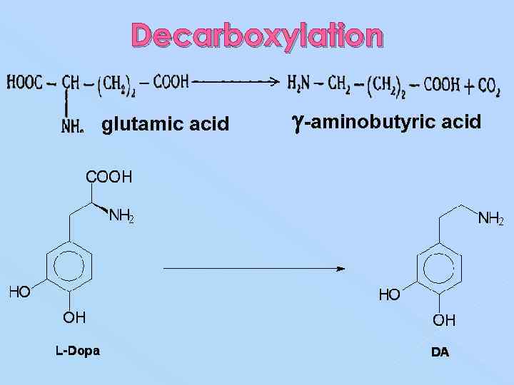 Decarboxylation glutamic acid -aminobutyric acid 