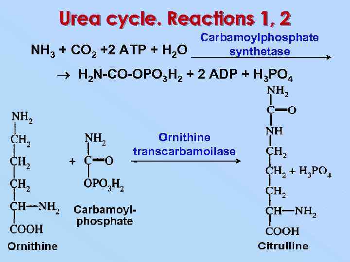 Urea cycle. Reactions 1, 2 NH 3 + CO 2 +2 ATP + H