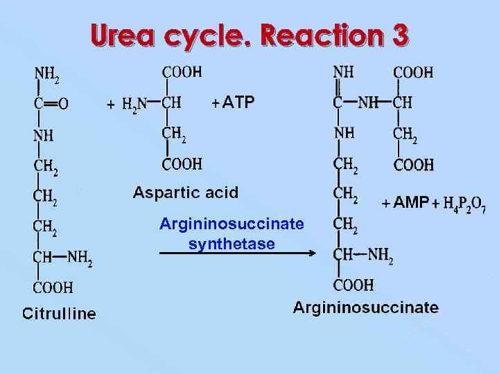 Urea cycle. Reaction 3 Argininosuccinate synthetase 