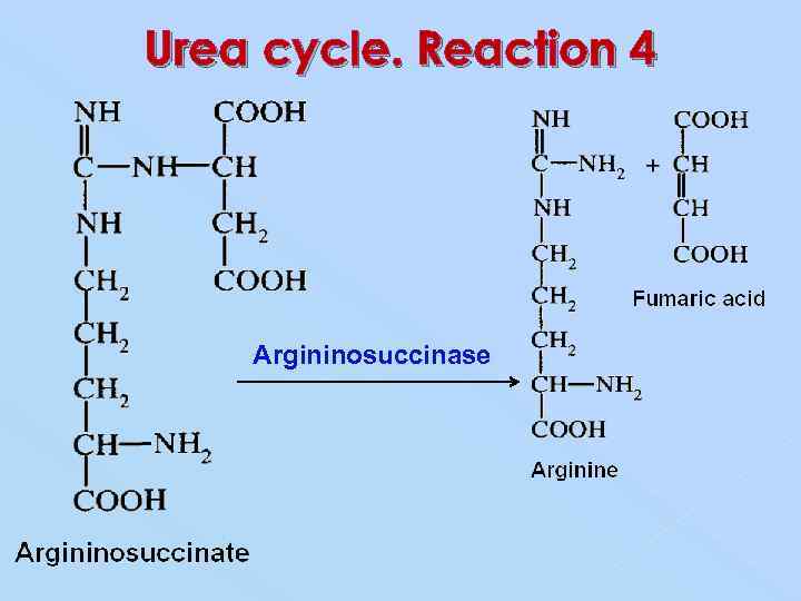 Urea cycle. Reaction 4 Argininosuccinase 