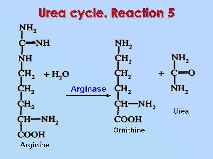 Urea cycle. Reaction 5 