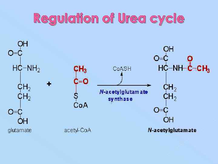 Regulation of Urea cycle 