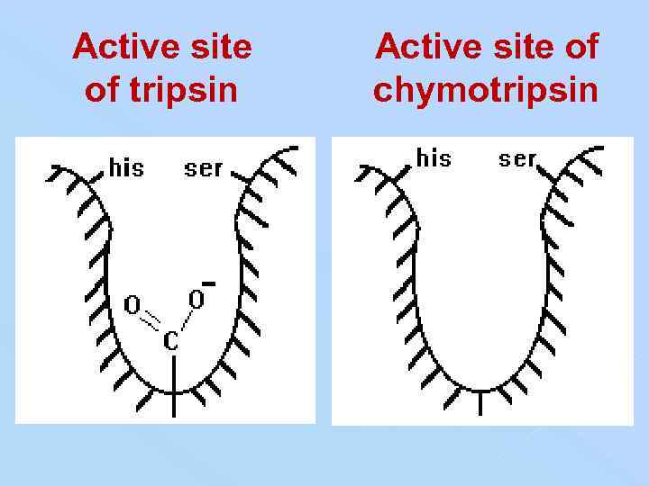 Active site of tripsin Active site of chymotripsin 