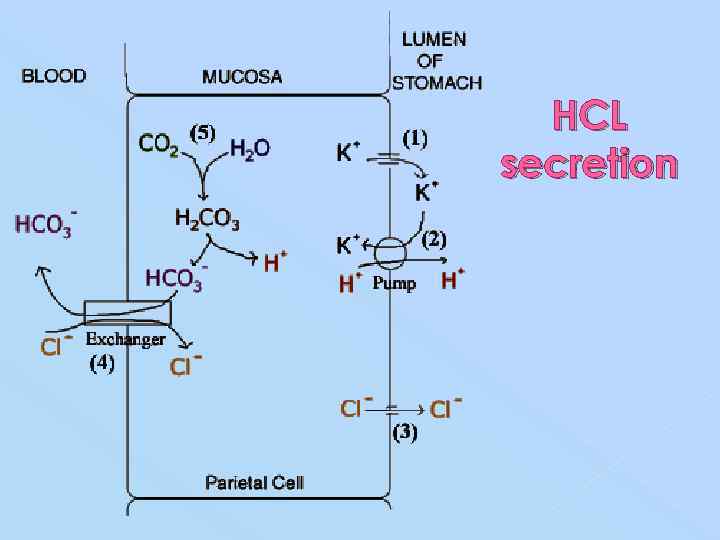 HCL secretion 
