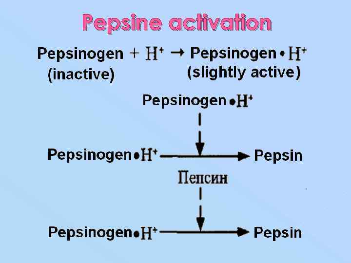 Pepsine activation 