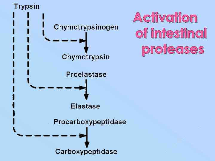 Activation of intestinal proteases 