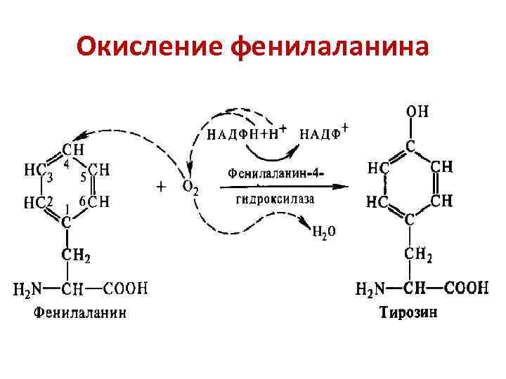 Окисление фенилаланина 
