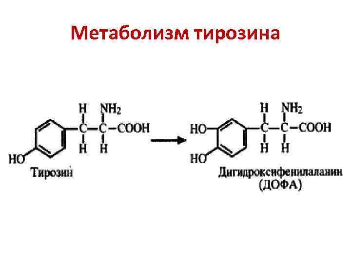 Метаболизм тирозина 
