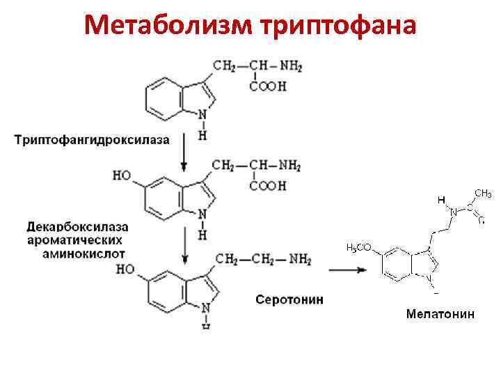 Схема метаболизма фенилаланина