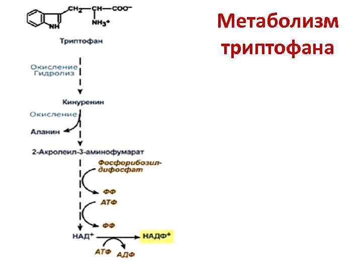 Схема синтеза аминокислот из общих метаболитов