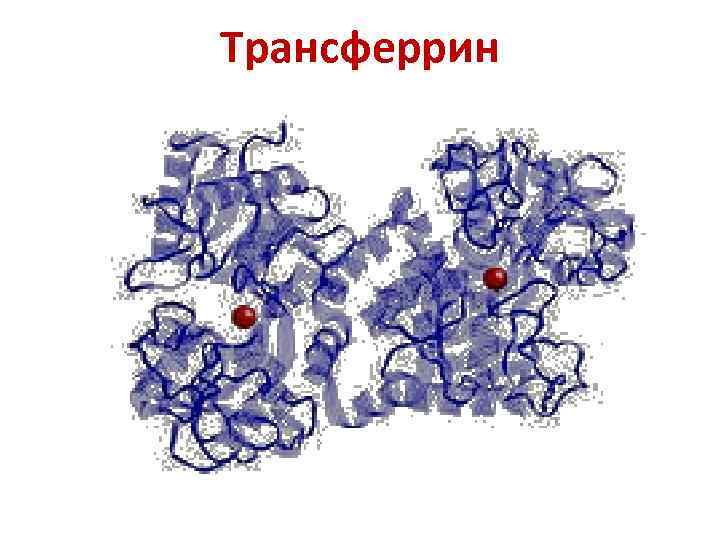 Трансферрин 