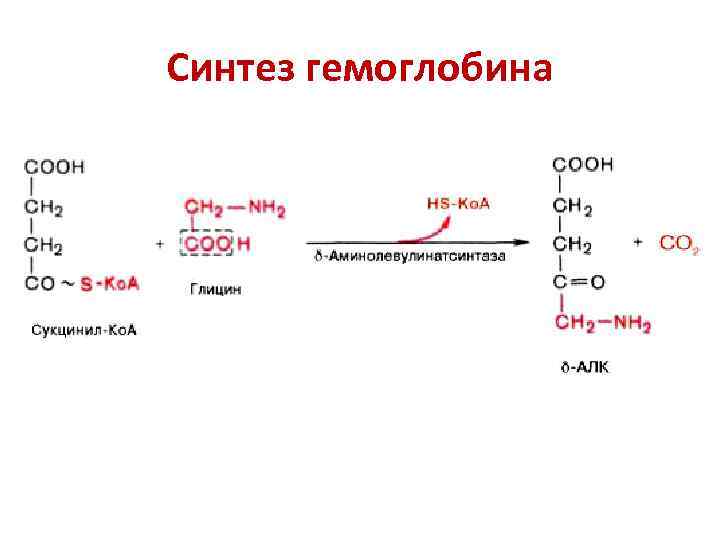 Синтез гемоглобина 