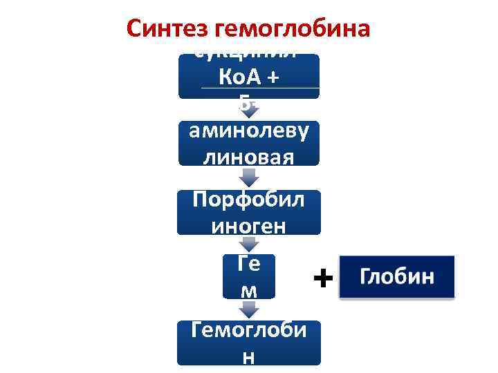 Синтез гемоглобина сукцинил. Ко. А + 5 глицин аминолеву линовая кислота Порфобил иноген Ге