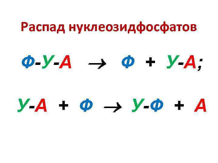 Распад нуклеозидфосфатов Ф-У-А Ф + У-А; У-А + Ф У-Ф + А 